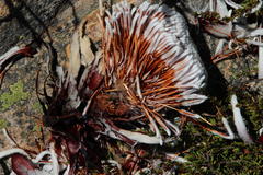 Papio ursinus ursinus