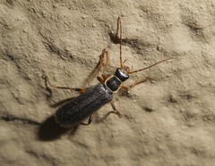 Cantharis pagana