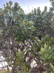 Syzygium cordatum subsp. cordatum image