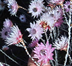 Syncarpha canescens canescens