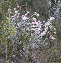 Syncarpha canescens canescens