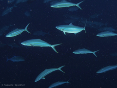 Elagatis bipinnulata