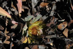 Protea laevis
