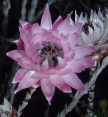 Syncarpha canescens canescens