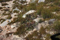 Protea laevis