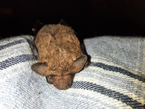 Little Northern Free-tailed Bat (Ozimops loriae) — Data Deficient Mammalia