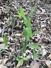 Polygonatum biflorum biflorum