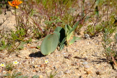 Eriospermum attenuatum