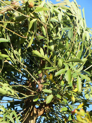 Cussonia spicata