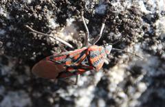 Spilostethus crudelis