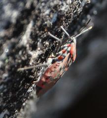 Spilostethus crudelis