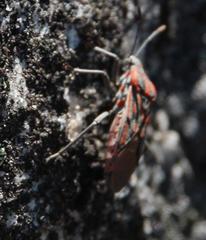 Spilostethus crudelis