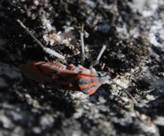 Spilostethus crudelis