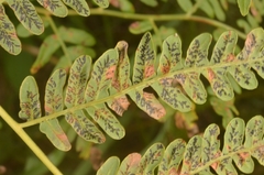 Cryptomycina pteridis