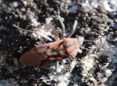 Spilostethus crudelis