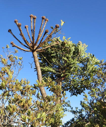 Cussonia spicata