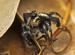 Saitis virgatus