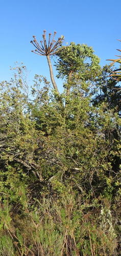Cussonia spicata