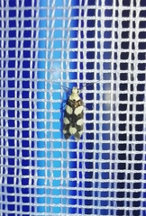 Pseudotelphusa tessella