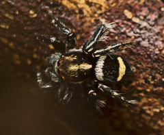 Saitis virgatus