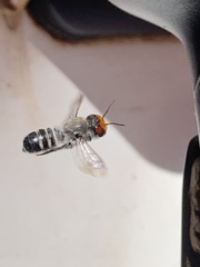 Megachile aurifrons