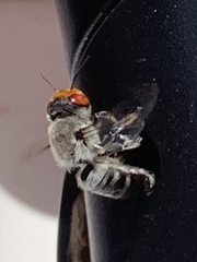 Megachile aurifrons