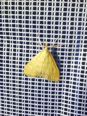 Anania crocealis