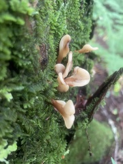 Spathulariopsis velutipes