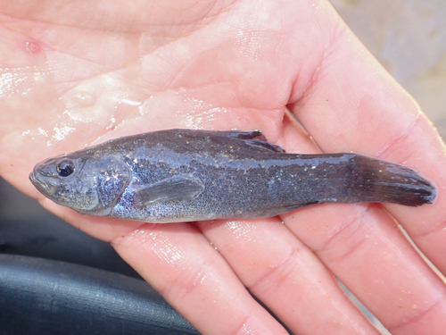 Aphredoderus gibbosus