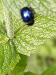Chrysolina coerulans