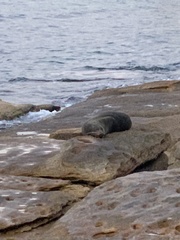 Arctocephalus forsteri