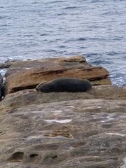 Arctocephalus forsteri