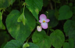 Begonia picta
