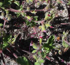 Pelargonium althaeoides