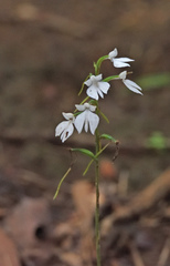 Habenaria plantaginea