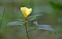 Abelmoschus esculentus