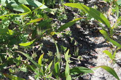 Pelargonium althaeoides