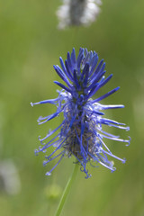 Phyteuma persicifolium