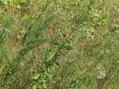 Eupatorium semiserratum