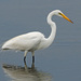 Great Egret - Photo (c) Judy Gallagher, some rights reserved (CC BY)