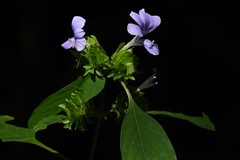 Barleria prattensis