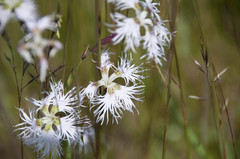 Dianthus superbus alpestris