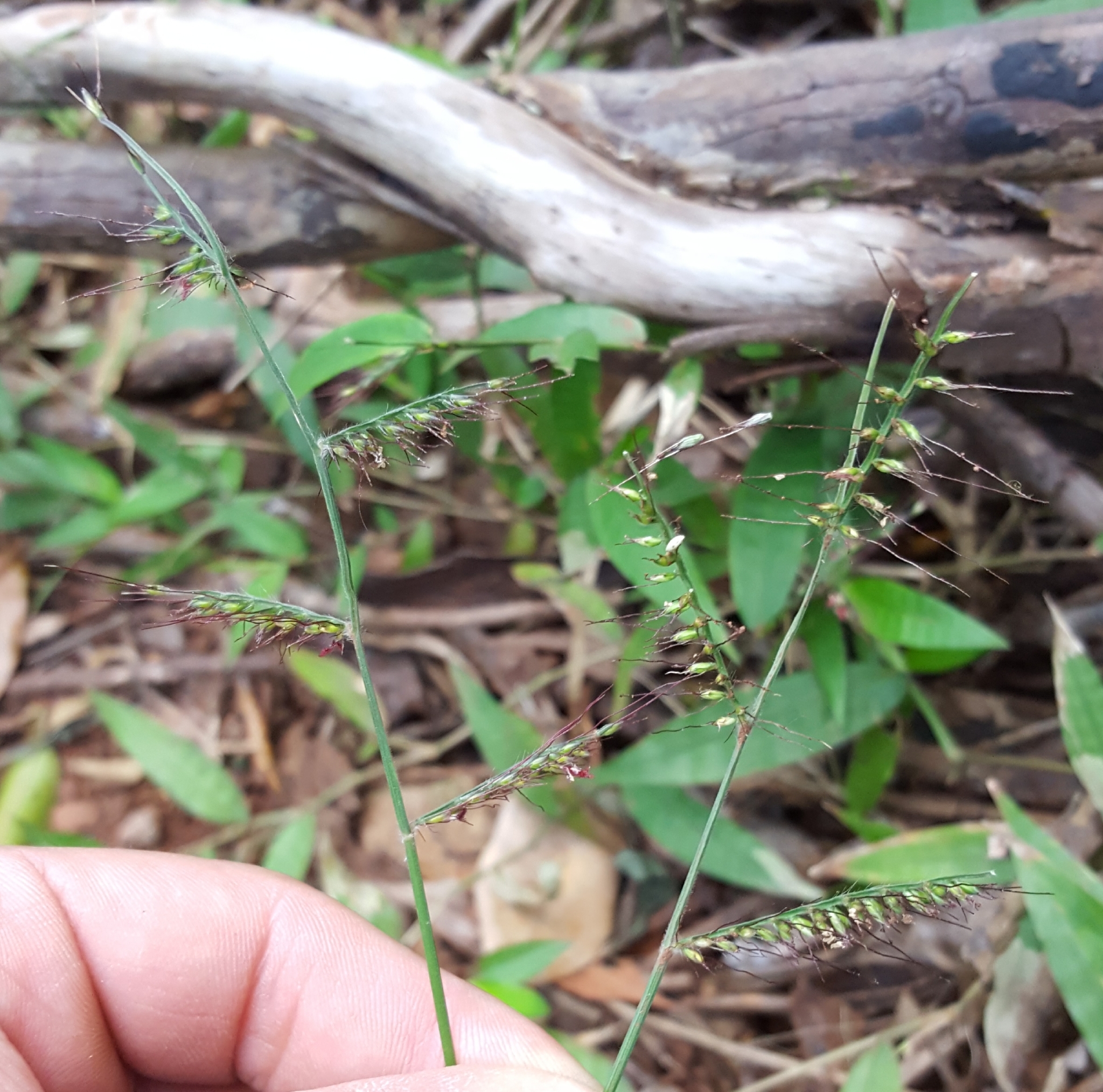(c) François Rousseu, certains droits réservés (CC BY-NC) https://www.inaturalist.org/observations/92891052