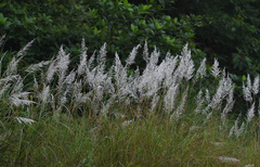 Saccharum spontaneum