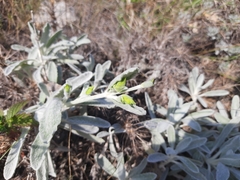 Sideritis catillaris
