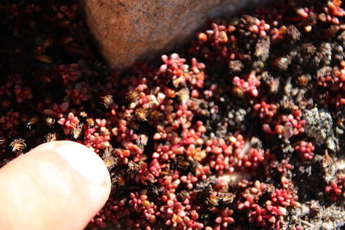 Crassula papillosa