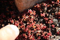 Crassula papillosa