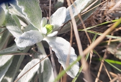 Sideritis catillaris