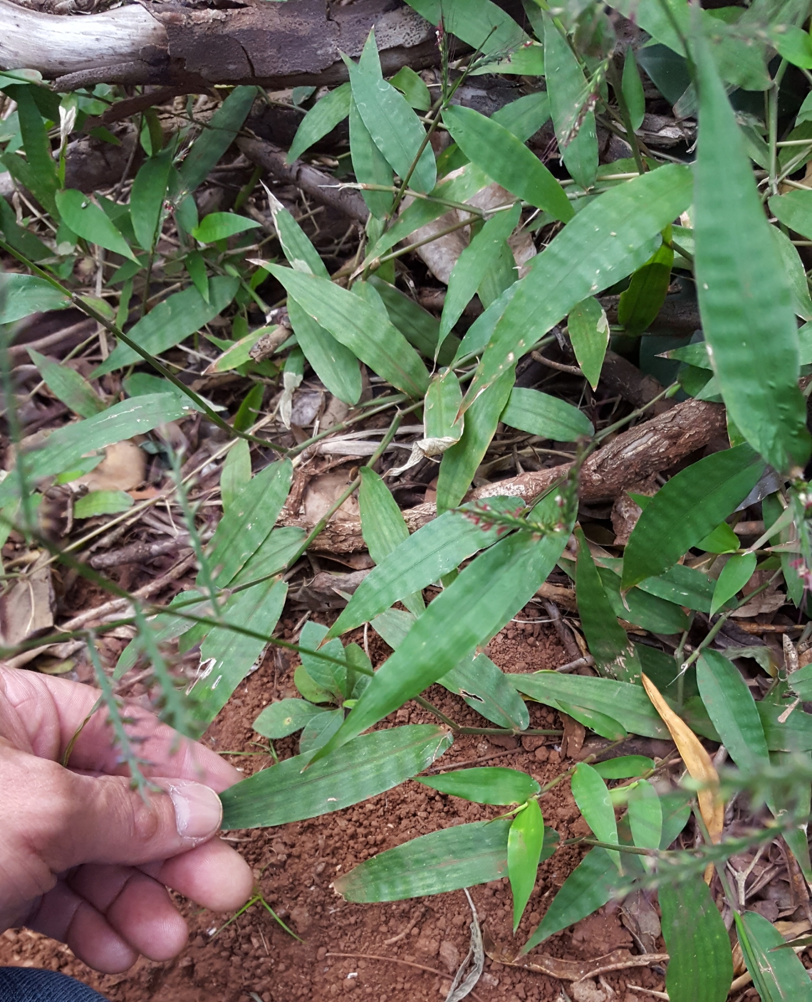 (c) François Rousseu, certains droits réservés (CC BY-NC) https://www.inaturalist.org/observations/92891052