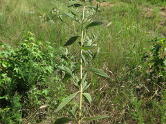 Eupatorium semiserratum